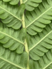 Sphaerostephanos polycarpos