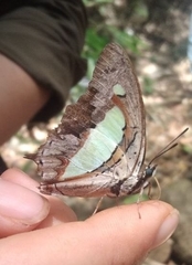 Polyura