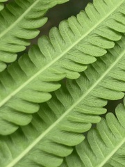 Sphaerostephanos polycarpos