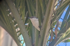 Campylorhynchus griseus