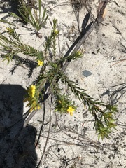 Gnidia juniperifolia