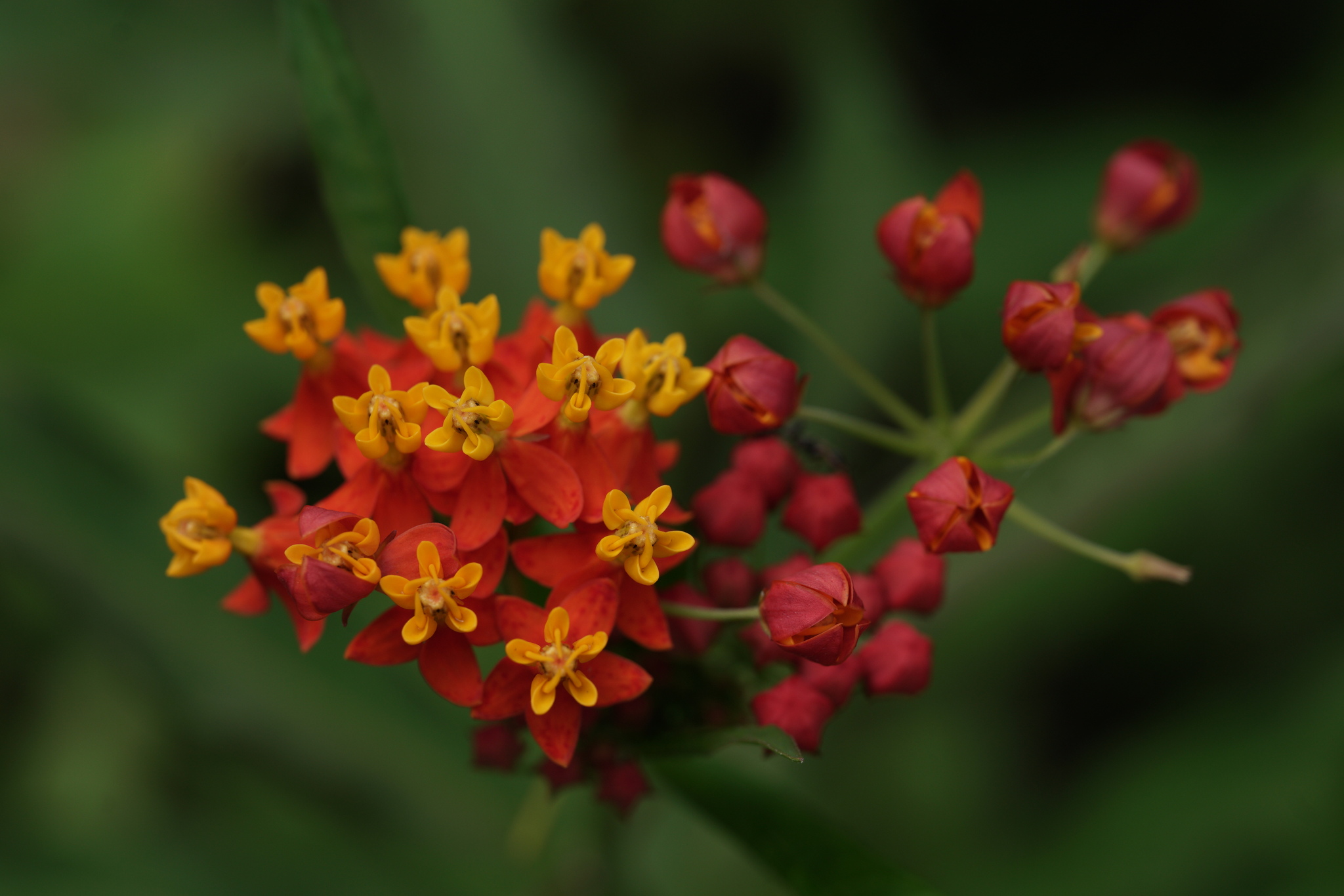 Asclepias image