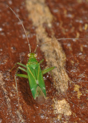 Blepharidopterus angulatus