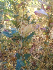 Cuscuta campestris