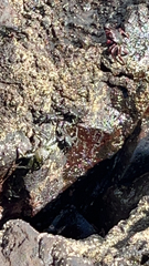 Grapsus tenuicrustatus