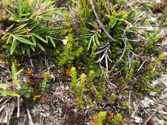 Euphrasia transmorrisonensis