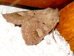 Ammoconia caecimacula