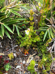 Euphrasia transmorrisonensis