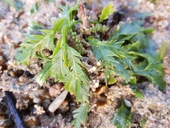 Caulerpa