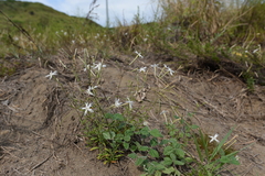 Silene fissipetala