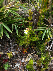 Euphrasia transmorrisonensis