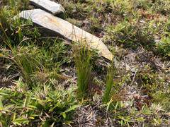 Trichophorum subcapitatum