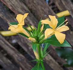Barleria prionitis