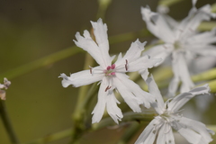 Silene fissipetala
