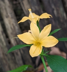 Barleria prionitis