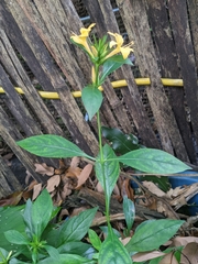 Barleria prionitis