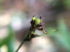 Luzula taiwaniana