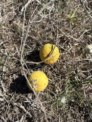 Citrullus colocynthis