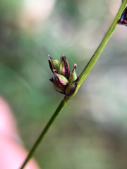 Luzula taiwaniana