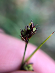 Luzula taiwaniana
