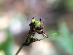 Luzula taiwaniana