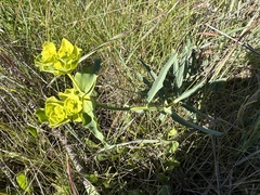 Euphorbia serrata