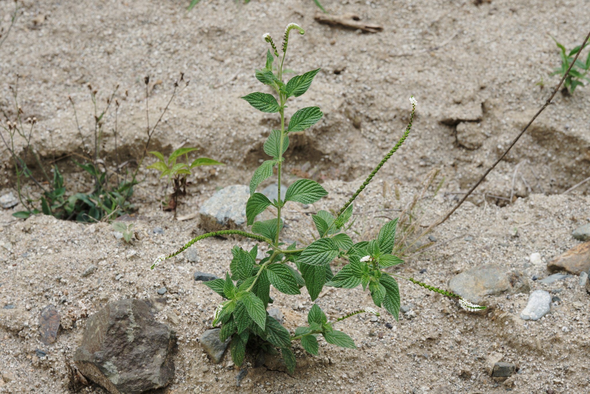 Heliotropium angiospermum image