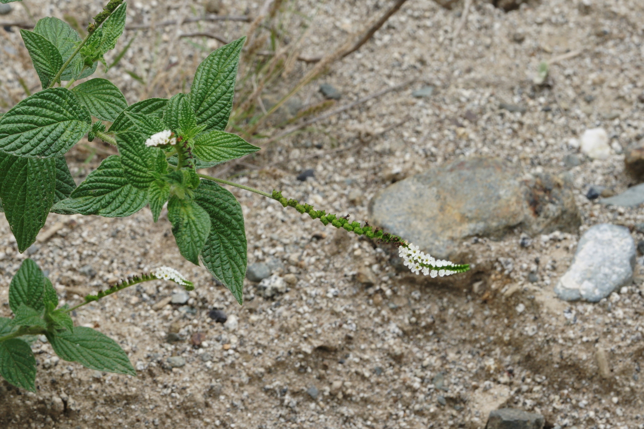 Heliotropium angiospermum image