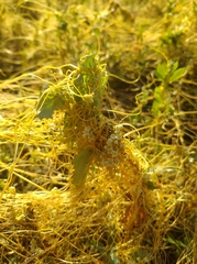 Cuscuta campestris