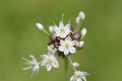 Allium macrostemon