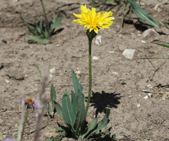 Agoseris glauca