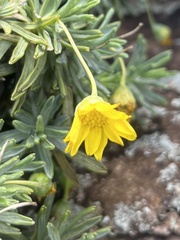 Euryops acraeus