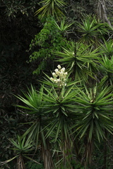 Yucca gigantea