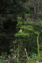 Yucca gigantea