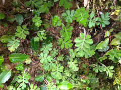 Ellisiophyllum pinnatum