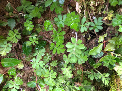 Ellisiophyllum pinnatum