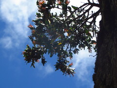 Tristerix corymbosus