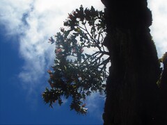 Tristerix corymbosus