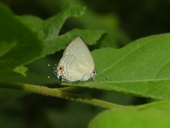 Ostrinotes gentiana