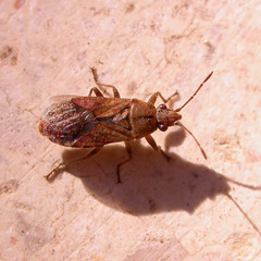 Orsillus depressus