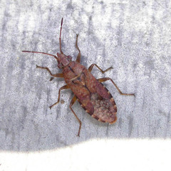 Orsillus depressus