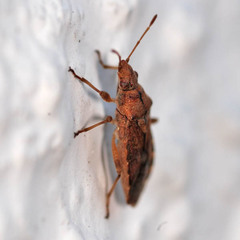 Orsillus depressus