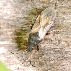 Metopoplax origani