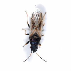 Metopoplax origani