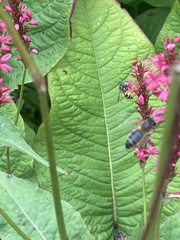 Bistorta amplexicaulis