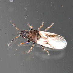Metopoplax origani