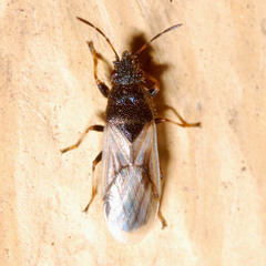 Metopoplax origani