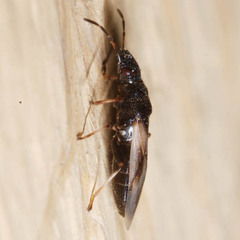 Metopoplax origani