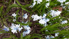 Puschkinia scilloides