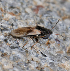 Metopoplax origani